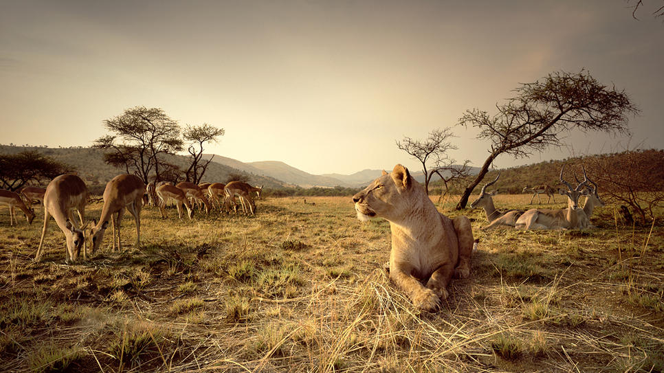 africa-lions