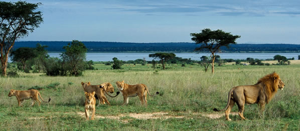 Lions in Murchison Falls National Park - Uganda