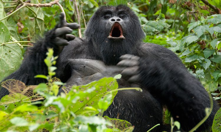 Mountain Gorilla in Uganda